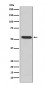 MMP3 Antibody