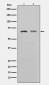 MMP2 Antibody