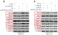 MMP2 Antibody