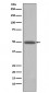 BMP4 Antibody