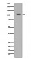 HIF-1 alpha Antibody