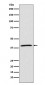 MCL1 Antibody