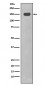 CD11c Antibody