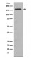 CD11b Antibody