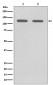 CD146 Antibody