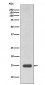 Histone H3 (mono methyl R17) Antibody