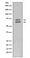 Lamin A/C Antibody