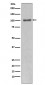 PI 3 kinase p110 alpha Antibody