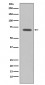 Raf1 Antibody