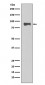 STAT1 Antibody