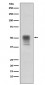 Phospho-alpha Tubulin (Y272) Antibody