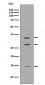 BDNF Antibody  