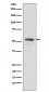 PTEN Antibody   