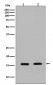 Calmodulin Antibody  