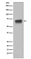 CD86 Antibody 