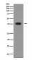 Musashi 1 Antibody 