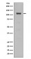 Notch1 Antibody 