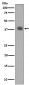 Synaptophysin Antibody 