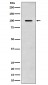 Amyloid beta A4 Antibody 