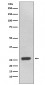 UCHL3 Antibody 