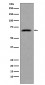 CDC7 Antibody 