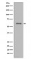 NOX4 Antibody 