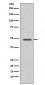 VASP Antibody 