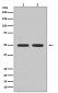 Flotillin 1 Antibody 