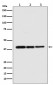 p38 MAPK Antibody