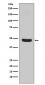 Flotillin 1 Antibody  