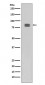 Phospho-HSF1 (S326) Antibody