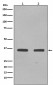 SOX2 Antibody