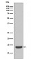 Histone H2A.X Antibody