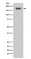 ErbB3 (HER3) Antibody