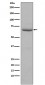 Phospho-PKR (T446) Antibody