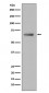 Paxillin Antibody