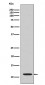 Histone H4 (acetyl K16) Antibody