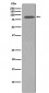 p95/NBS1 Antibody