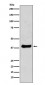 c-Jun Antibody