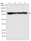 STAT3 Antibody