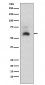 Smad1 Antibody