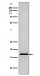 DNAJC15 Antibody