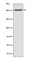 mTOR Antibody