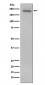 CD45 Antibody 