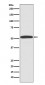 ARRB1 Antibody