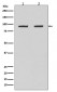 Hsp90 beta antibody 