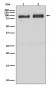 B Raf Antibody