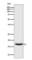 Phospho-alpha Synuclein (S129) Antibody