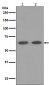 AMPK alpha 1 Antibody