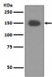 TrkA Antibody